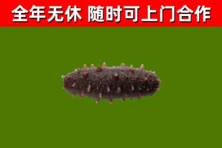 孝感烟酒回收干海参.jpg